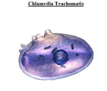 Bệnh chlamydia trachomatis là gì?